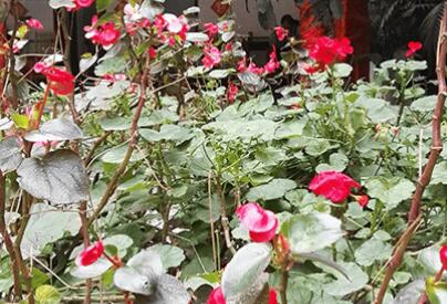 重庆市九龙坡区心望老年公寓环境图片