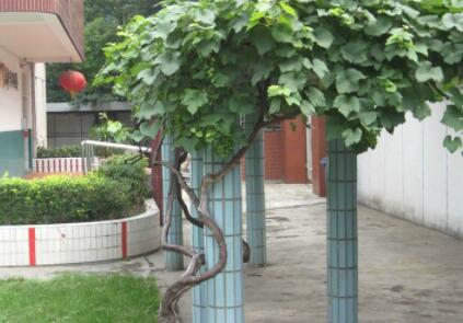 上海市宝山区泗塘承苗养老院环境图片