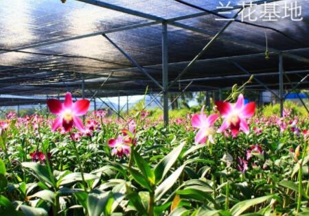 三亚永福乐老年公寓_三亚吉阳区失能养老院,三亚养老院电话