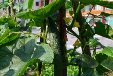 石家庄祥云生态养老公馆_石家庄3000元左右老年护理院,石家庄养老院最便宜