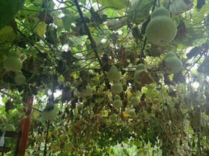 哈尔滨机场路新农镇冠诚老年公寓_哈尔滨中高档养老院怎么样,哈尔滨养老院排名第一