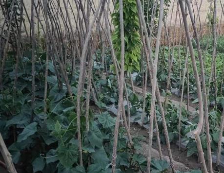 涡阳县城西街道星园养老院_亳州优质老年公寓,亳州优质老年公寓有哪些