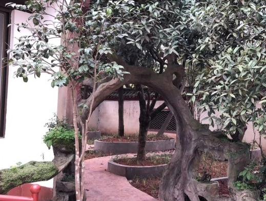 乐山市九百洞生态养老院环境图片