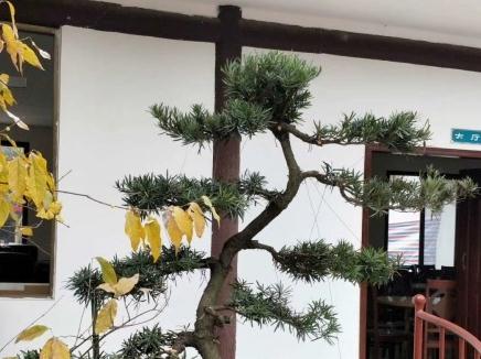 乐山市九百洞生态养老院环境图片