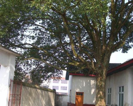 武冈市荆竹铺镇敬老院环境图片