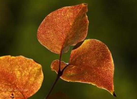 2020年重庆养老院什么时候解封？