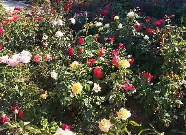 吉林市丰满区亿森林养老院_吉林市口碑好老年公寓,吉林市敬老院哪家便宜