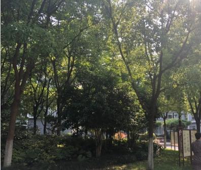 上海市浦东新区高行镇万安养老院_上海浦东新区全护理养老院,浦东有哪些养老护理院