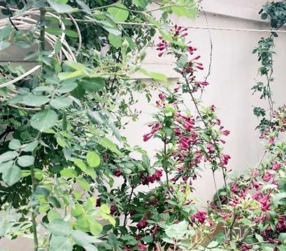 北戴河峰林老年公寓_秦皇岛比较有名的养老院大全,秦皇岛最好的养老中心